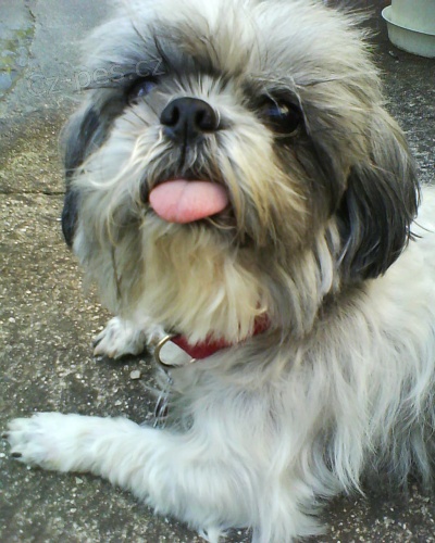 Ztratila se �ERNOB�L� FENA, PRAHA 10 Vr�ovice(okol� Rusk� ulice)