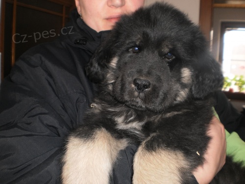 Tibetsk� doga - 3m�s��n� �t�n�