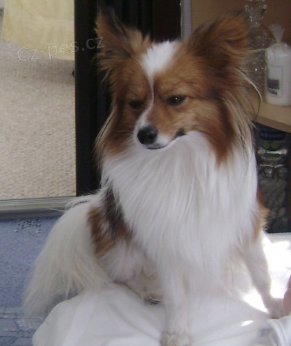 Dne 11.4. se ztratil v Ostrav� Porub�