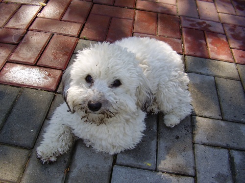 Ztratil se Bolonsk� psil