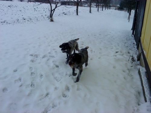 Ztratily se 2 fenky �esk�ho fouska