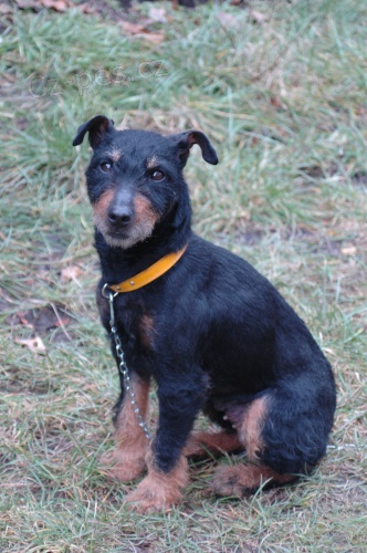 ztratil se jagdteri�r