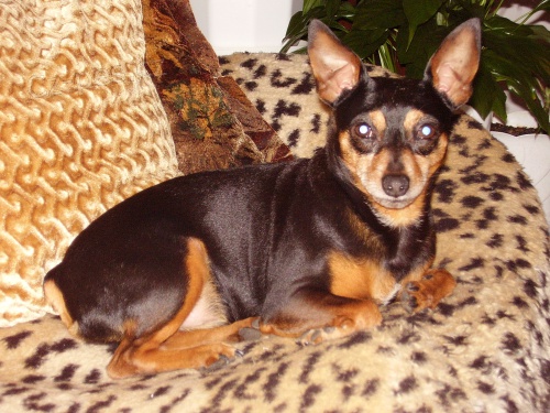 Ztratil se trpasli�� pin�