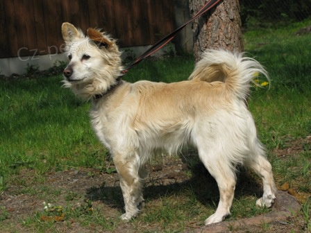 Ztracen� pes na Plze�sku