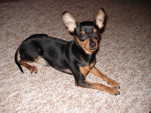 Ztratil se kamar�d