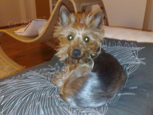 hled�me york��rku