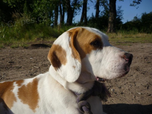 Ztracen� pes beagle