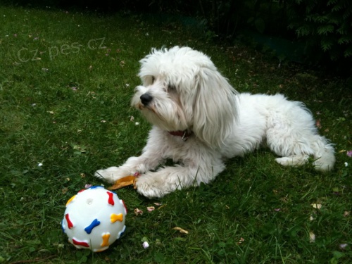 Hled� se fenka malt�zsk�ho ps�ka