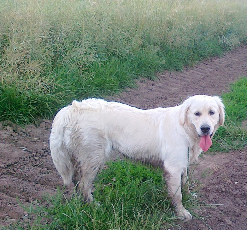 Ztratila se fena zlat�ho retr�vra