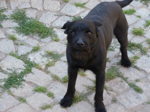 Ztratil se pes �ern� barvy