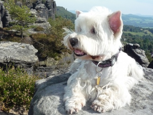 ztratila se fenka west�ka B�ra-Teplice