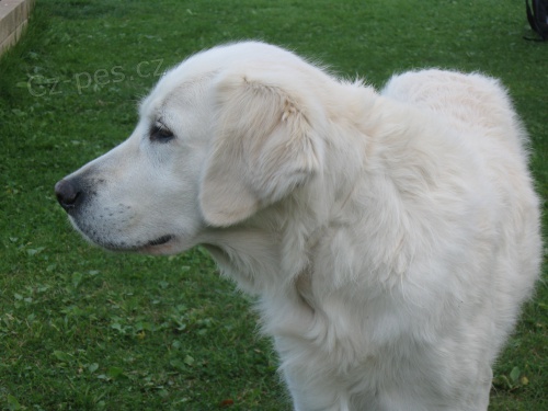 Ztratila se fenka - okr. Plze� sever