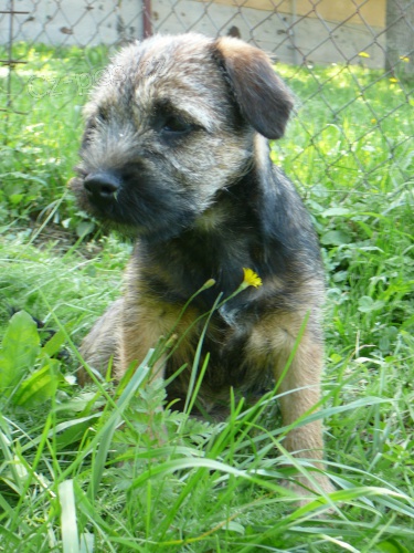 Hled�me fenku border teriera