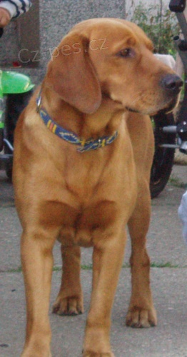 Zrzav� k��enec labradora