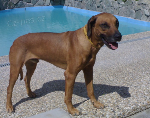 Ztratil se pes Rhod�zsk� Ridgeback