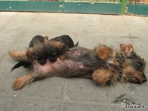 Drsnosrst� jezev�ice