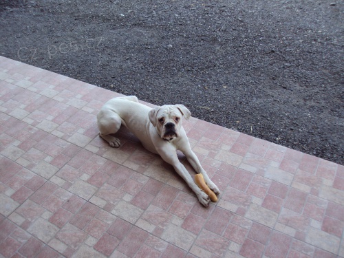 ztratila se fenka b�l�ho boxera ve Vimperku