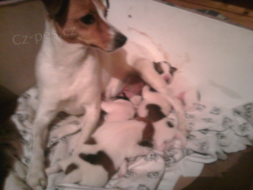 Held� se Fenka Jack R. Terier