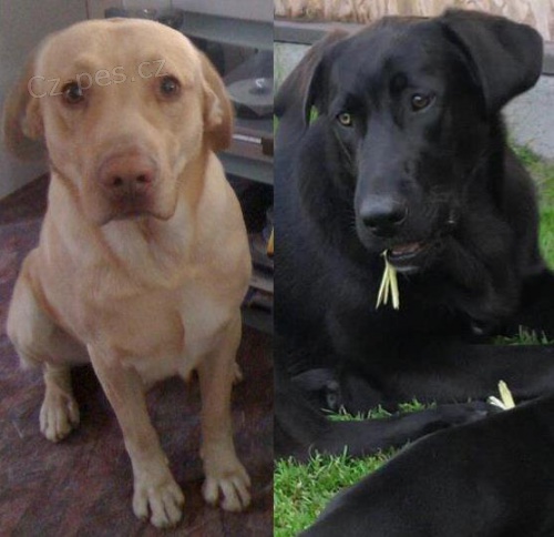 Ztratili se dva retr�v�i ! 