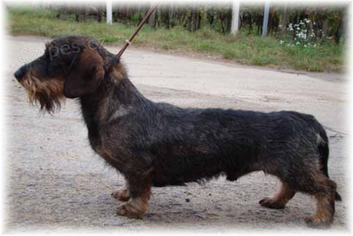 Ztracen� jezev��ci na Hodon�nsku