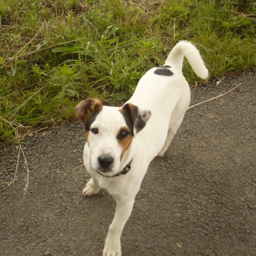 jack russel teri�r