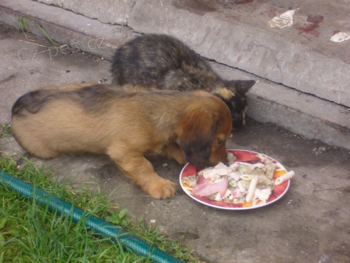 JEZEVCIK PRAHA 18.11. V POLEDNE DABLICE ZTRACEN