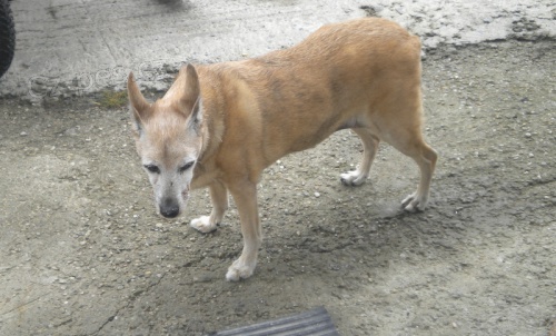 hled� se pejsek!!!Pros�m pomozte!