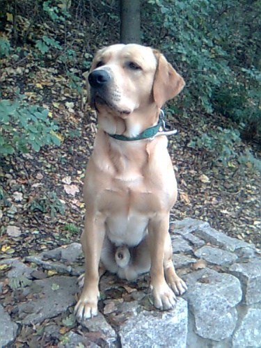 St�le se hled� zlat� Labrador