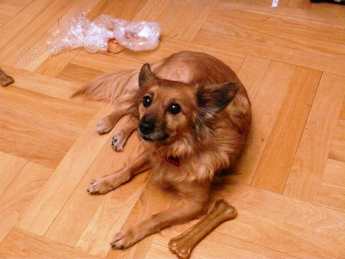 Hled�me fene�ku k��ence