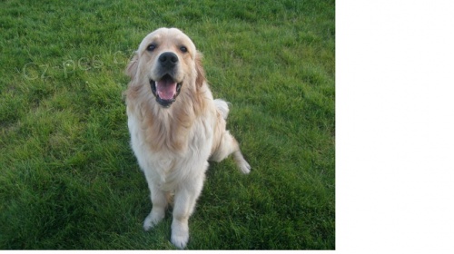 Ztratil se Zlat� Retriever