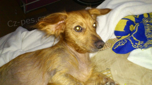 Ztratila se fenka jm�nem Ad�lka