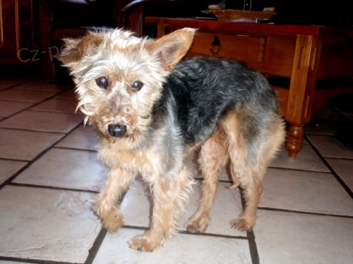 Na�li jsme star�� fenku 