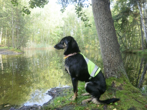 Ztracen� fenka Nella