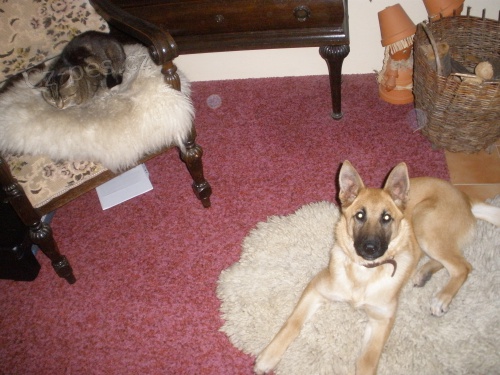 Ztratil se pes,pros�m o informaci