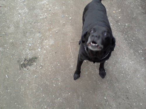 ztratil se u �ihle �ern� labrador