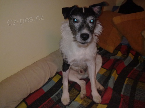 Hled� se �ernob�l� parson russell terier