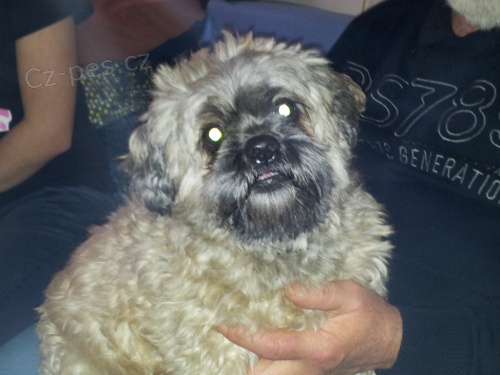 Ztatil se pes Okol� Horom��ic (Praha-Z�pad)