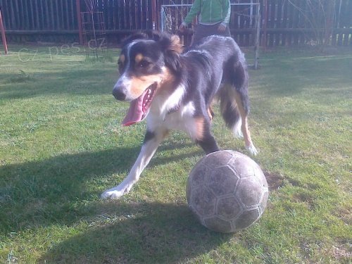 Ztratila se fenka PROS�ME O POMOC!!!