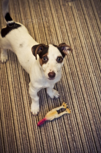 Ztratilo se �t�n� Jack Russel terier