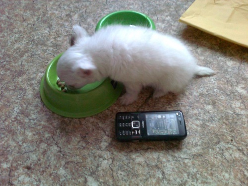 Ztratil jsem pejska �ivavu