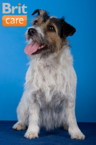 hled� se PRT HOKEJKA