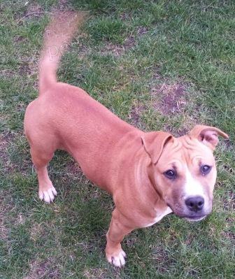 hled�me fenku staforda