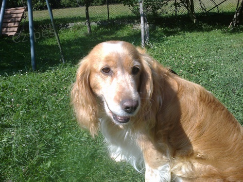 Ztr�ta psa- okres vset�n