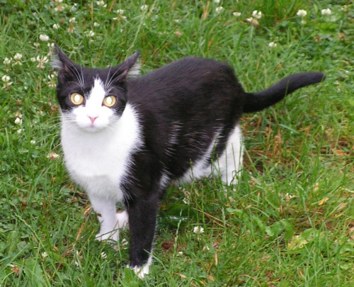 Ztracen� ko�ka Lucinka