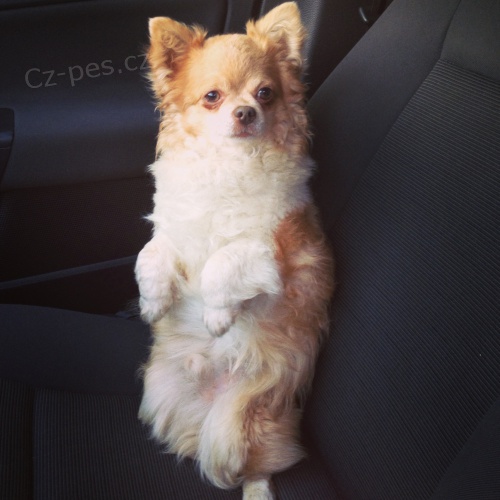 !!!!!!!!!! HLED� SE �IVAVA !!!!!!!!!!