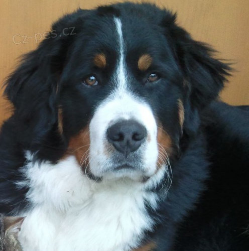 UTEKL BERNSK� SALA�NICK�