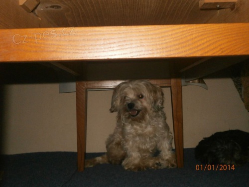 ztracen� fena bi�onka, Kladno