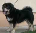 Tibetsk� doga - �t��ata