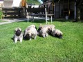 Anatolsk� pasteveck� pes - kangal