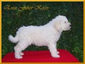 KOMONDOR - b�l� obr s dredy